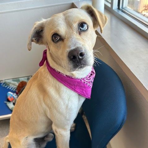 Sully, an adoptable Yellow Labrador Retriever in White Bear Lake, MN, 55110 | Photo Image 1