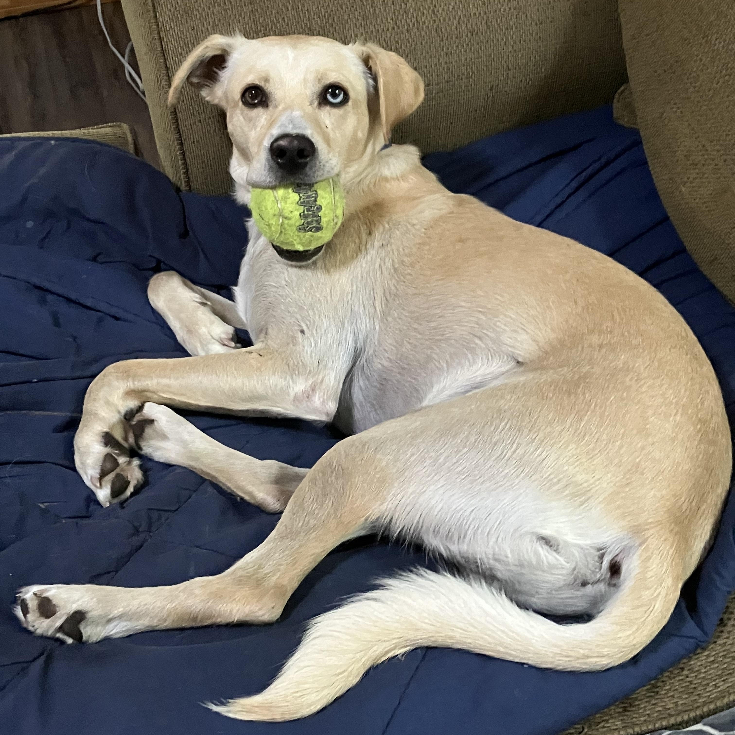 Sully, an adoptable Yellow Labrador Retriever in White Bear Lake, MN, 55110 | Photo Image 3