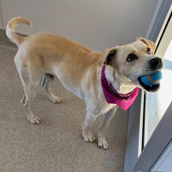 Sully, an adoptable Yellow Labrador Retriever in White Bear Lake, MN, 55110 | Photo Image 5
