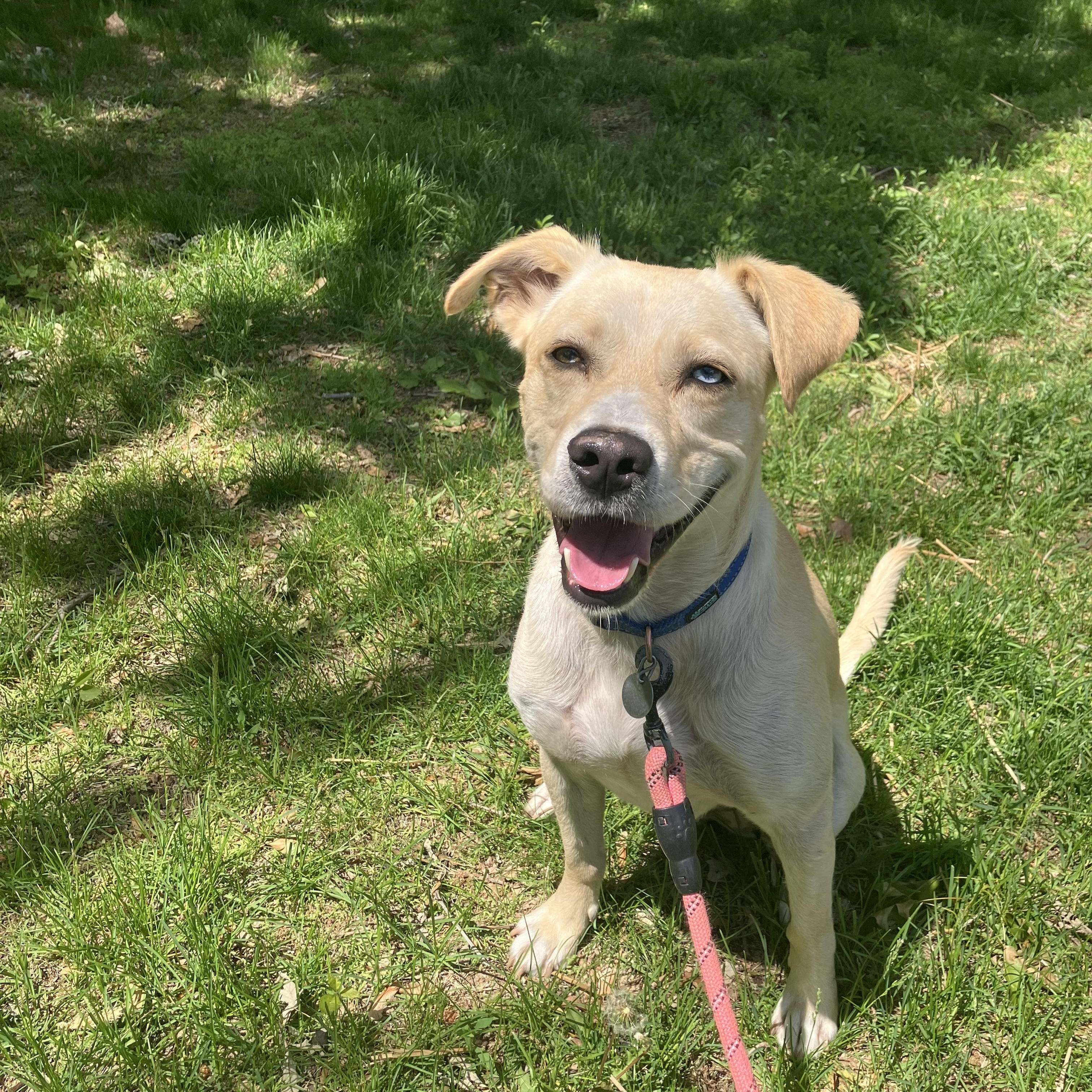 Sully, an adoptable Yellow Labrador Retriever in White Bear Lake, MN, 55110 | Photo Image 4