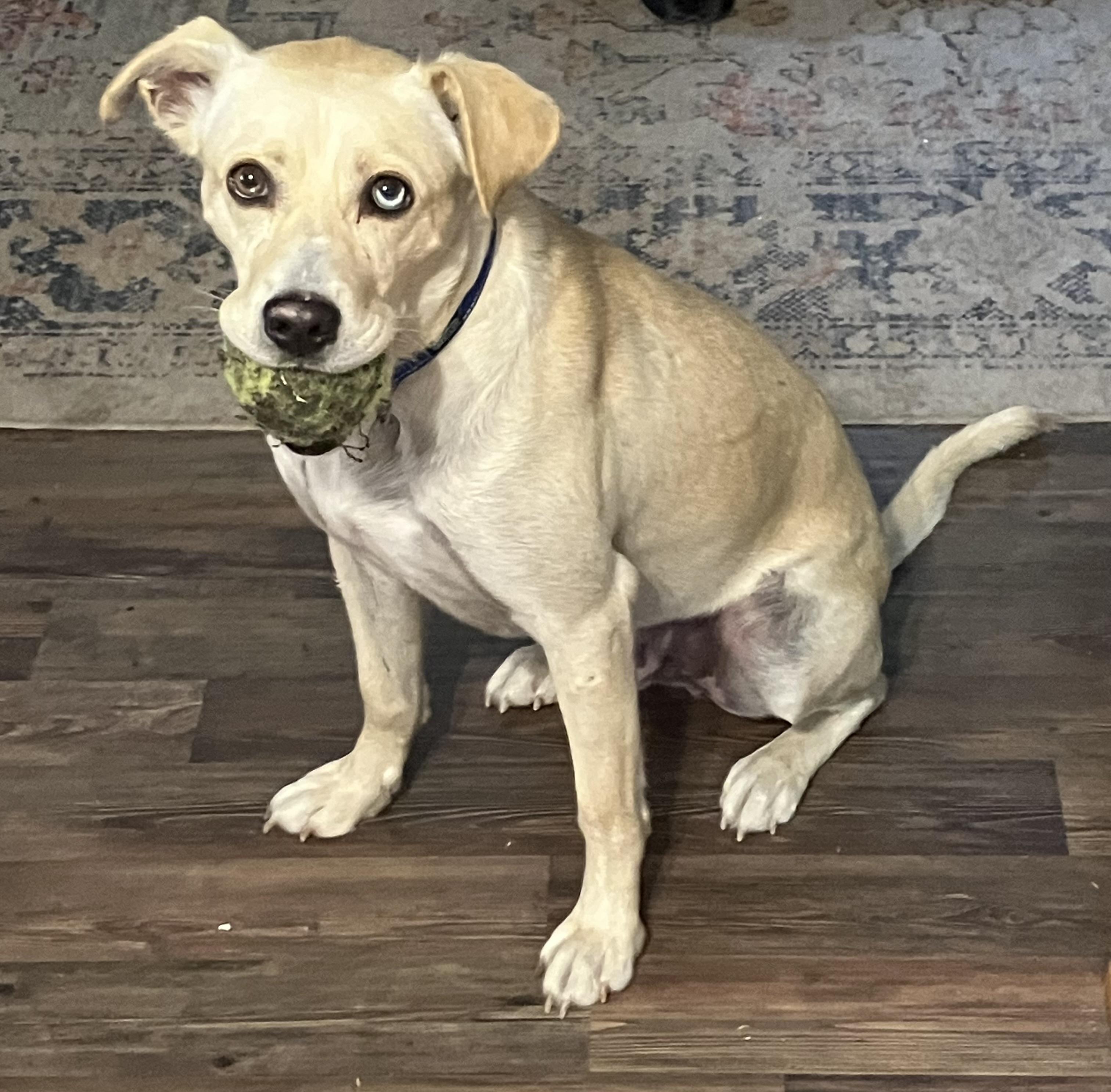 Sully, an adoptable Yellow Labrador Retriever in White Bear Lake, MN, 55110 | Photo Image 2