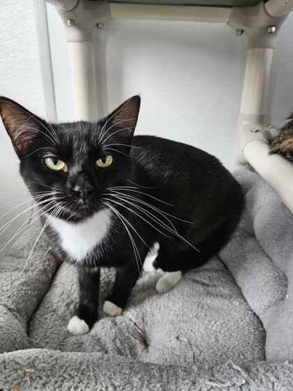 Sushi, Adoptable, Adult Female Domestic Short Hair & Domestic Short Hair.