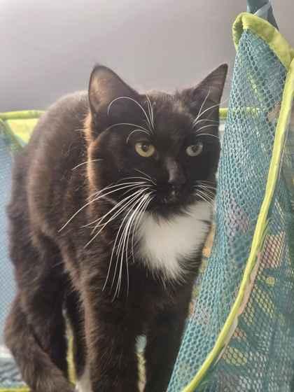 Enlarge Sushi, a Adoptable mixed breed in Mount Pleasant, IA image 2/2