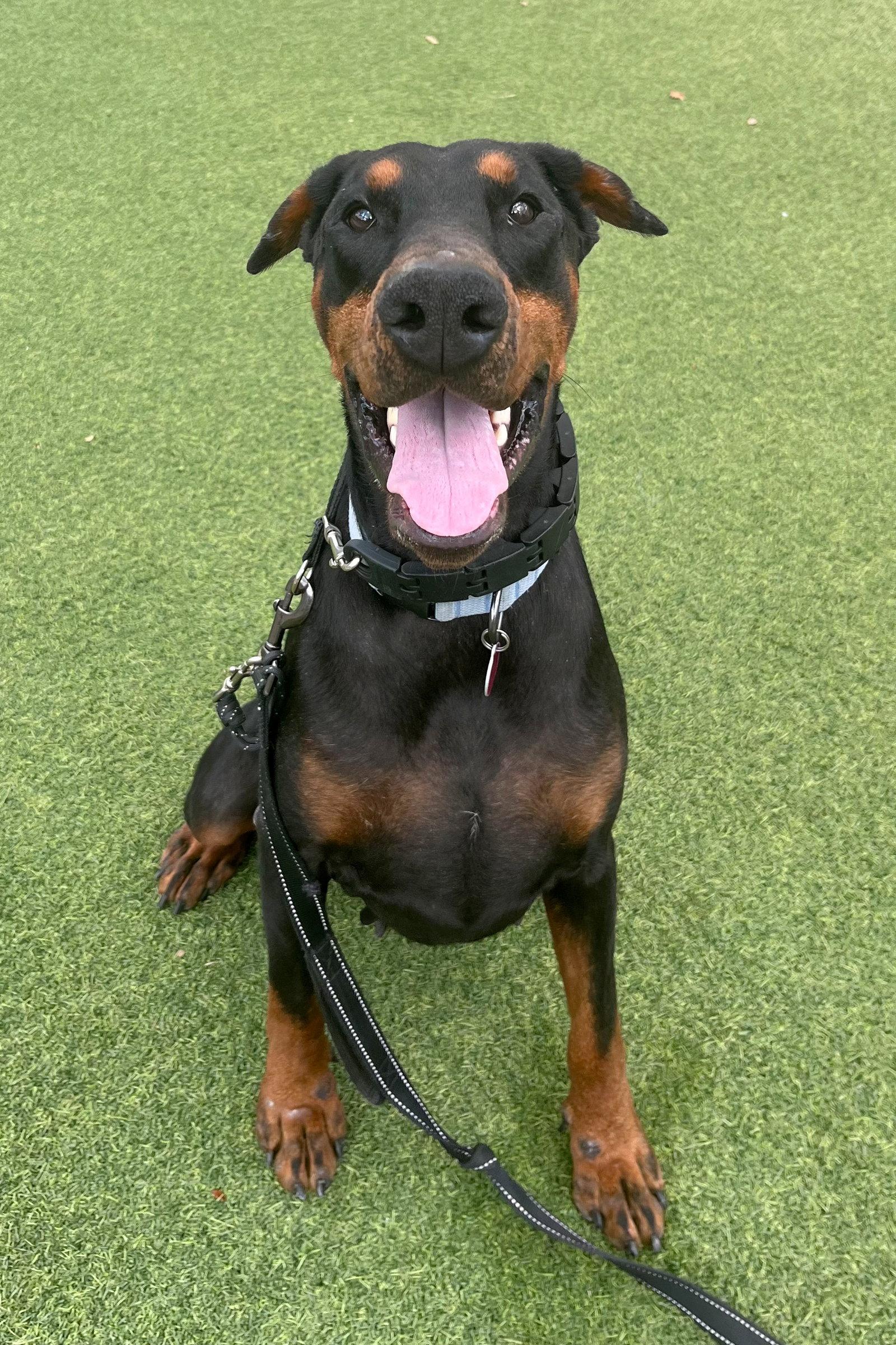 Enlarge Kira 3457, a Adopted mixed breed in Oakland Park, FL image 3/3