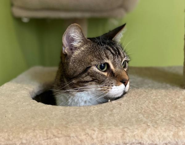 Loki, Adoptable, Senior Male Domestic Short Hair.