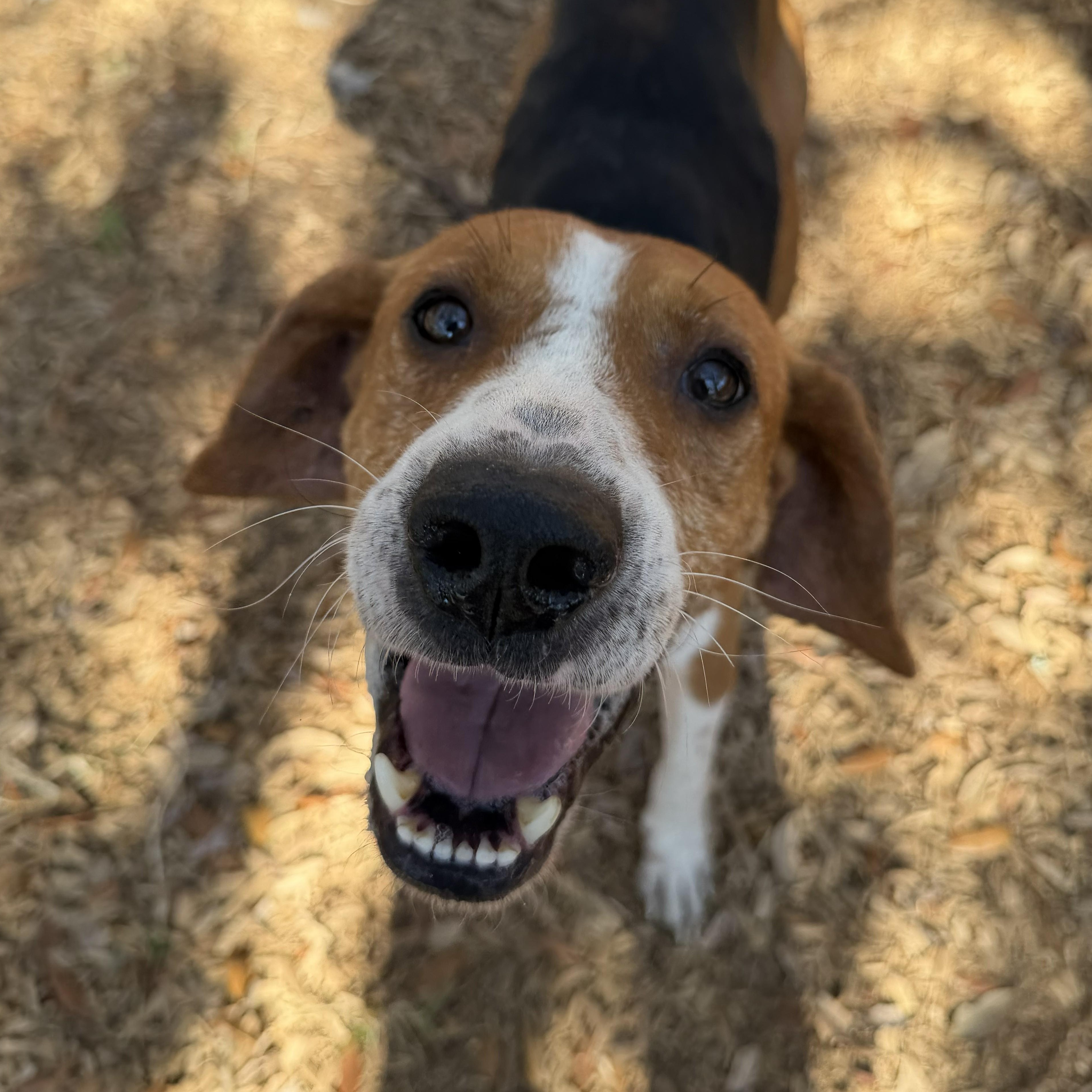 Enlarge Logan, a Adoptable mixed breed in St. Augustine, FL image 2/6