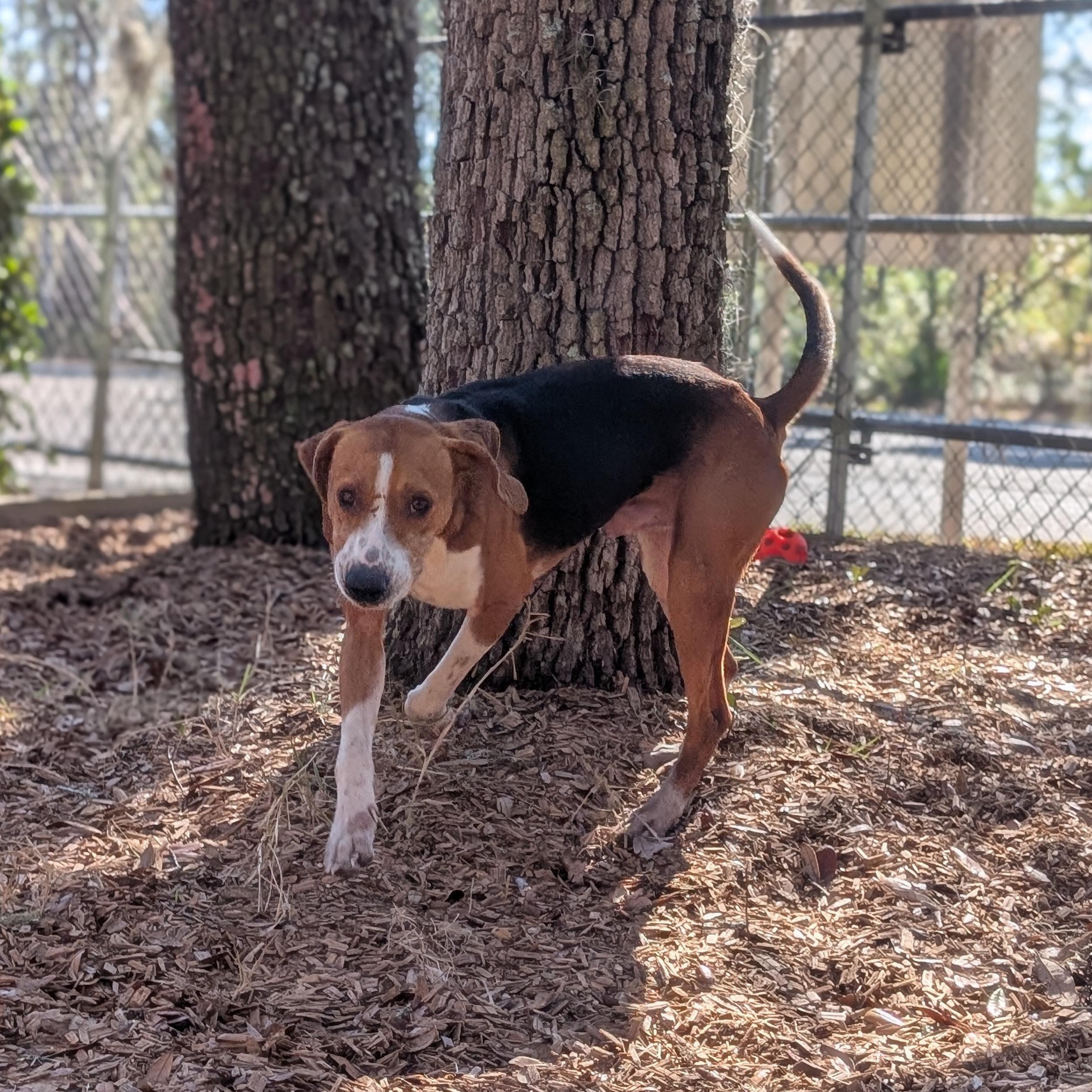 Enlarge Logan, a Adoptable mixed breed in St. Augustine, FL image 4/6