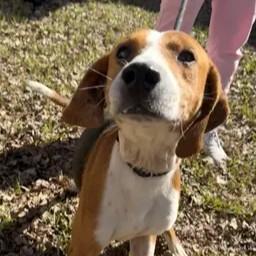 Enlarge Logan, a Adoptable mixed breed in St. Augustine, FL image 6/6