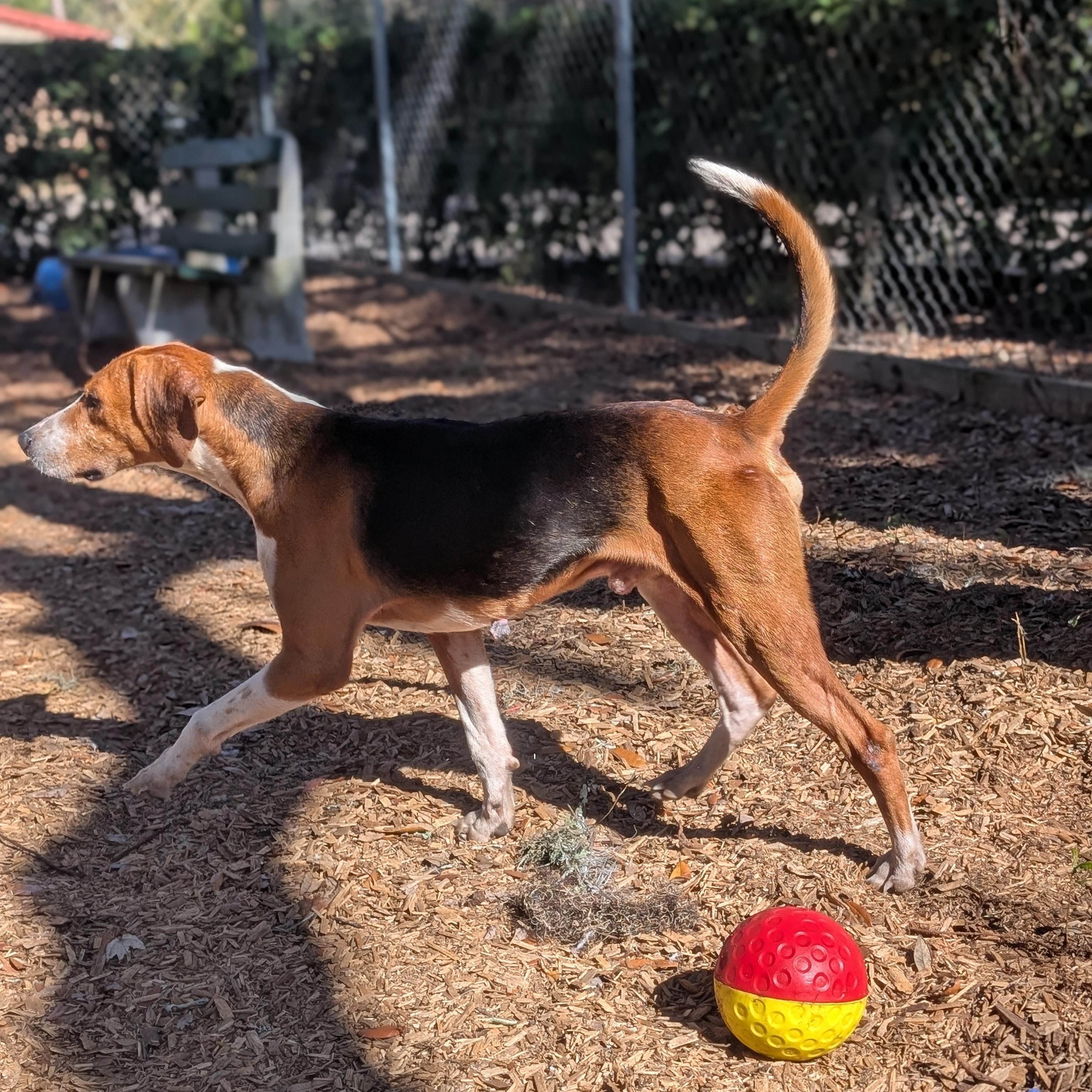 Enlarge Logan, a Adoptable mixed breed in St. Augustine, FL image 3/6