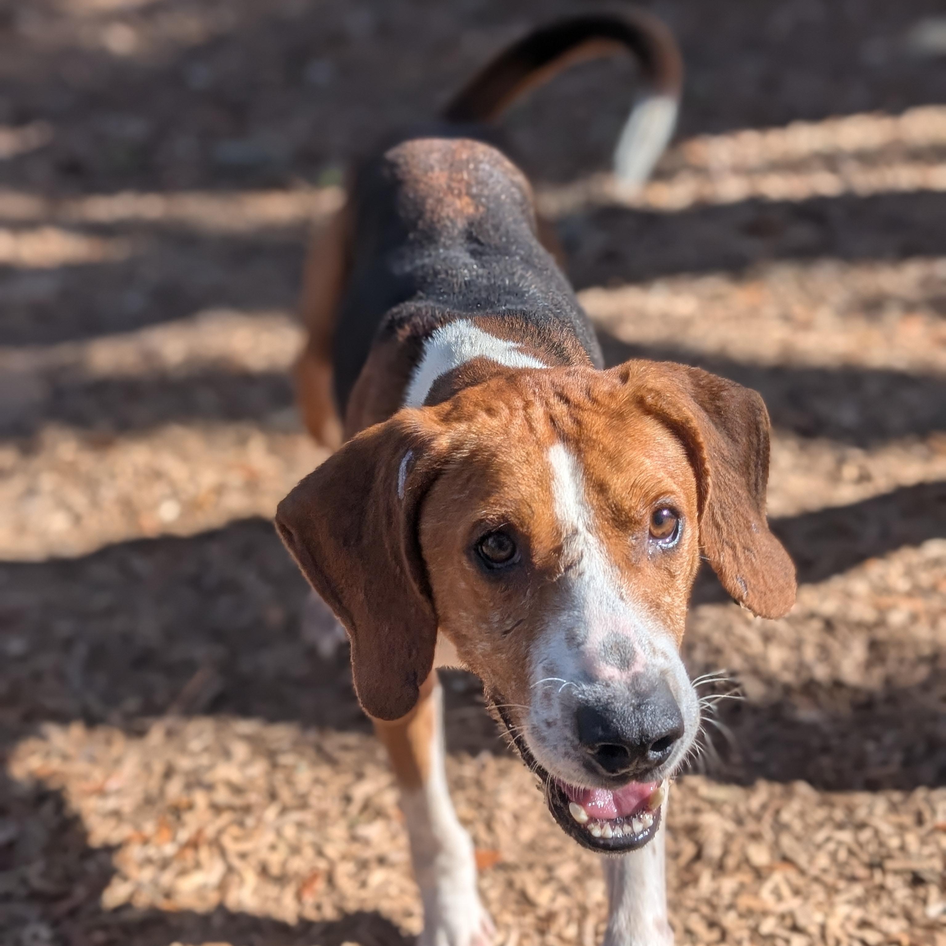 Logan, Adoptable, Adult Male Coonhound.