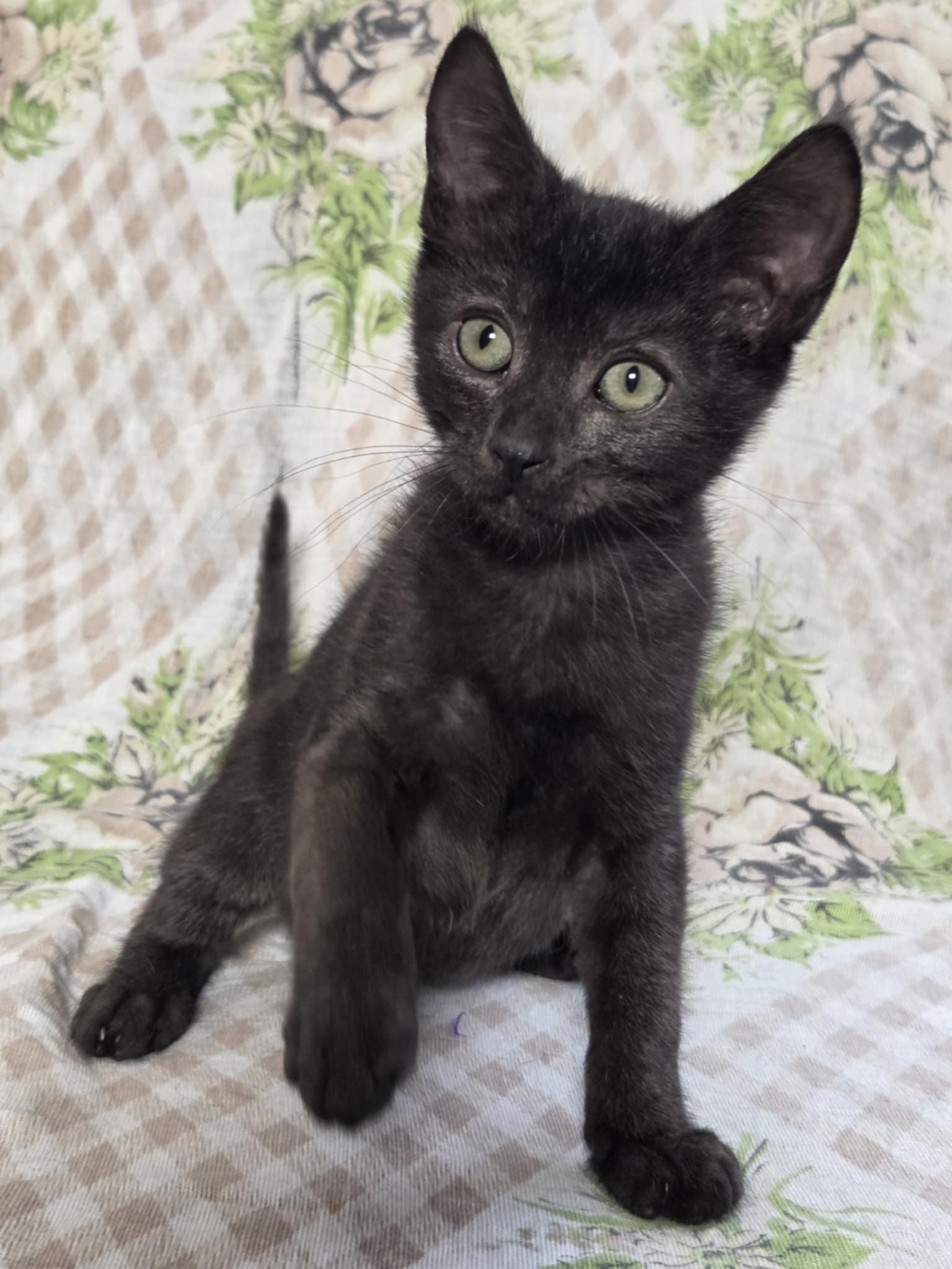 Pre-Adoption: Cian, Baby Male unknown
