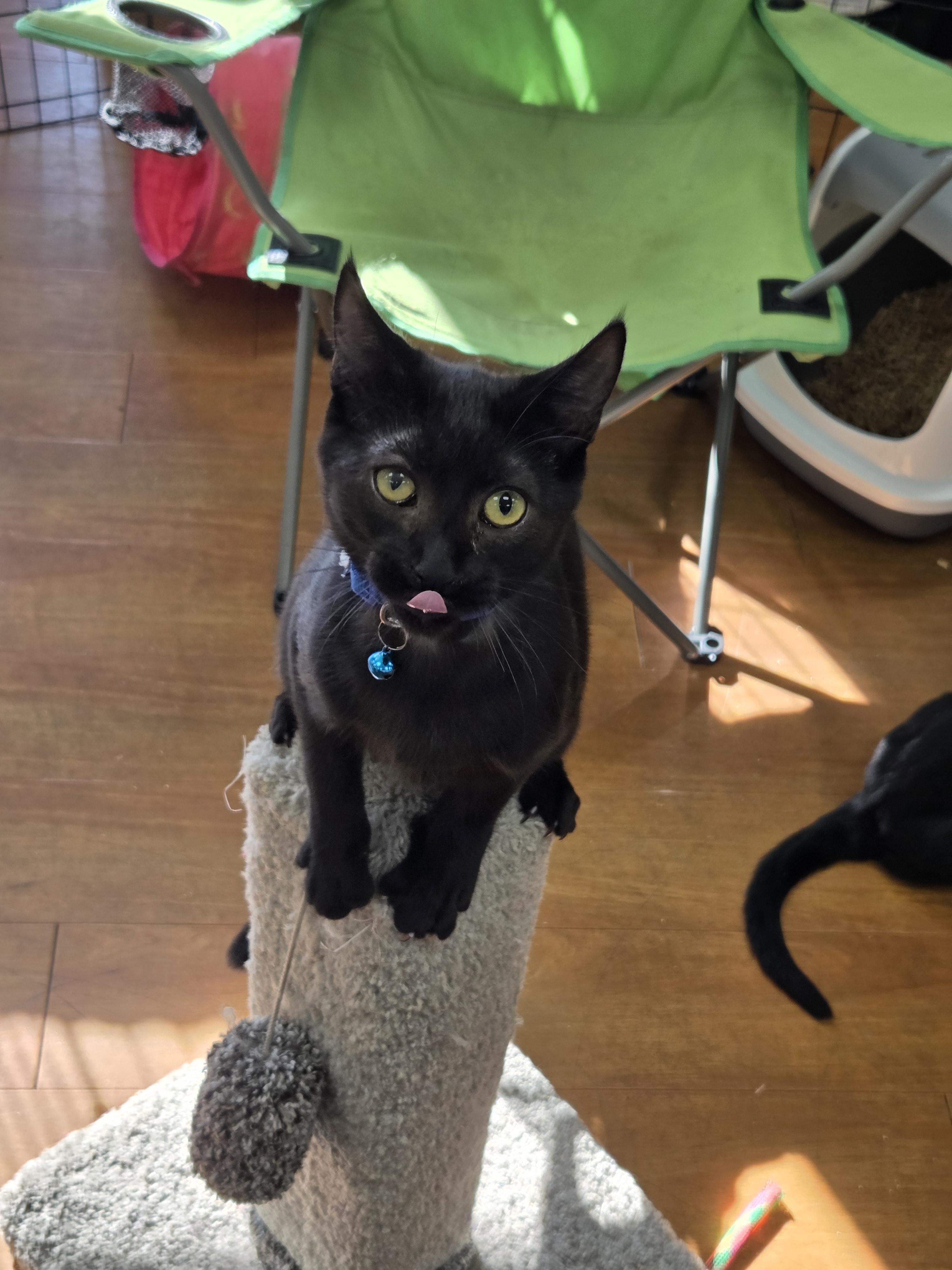 Cian - Meet @ The Sumas Way Bosley's, a Adoptable Domestic Short Hair in Chilliwack, BC image 1/2