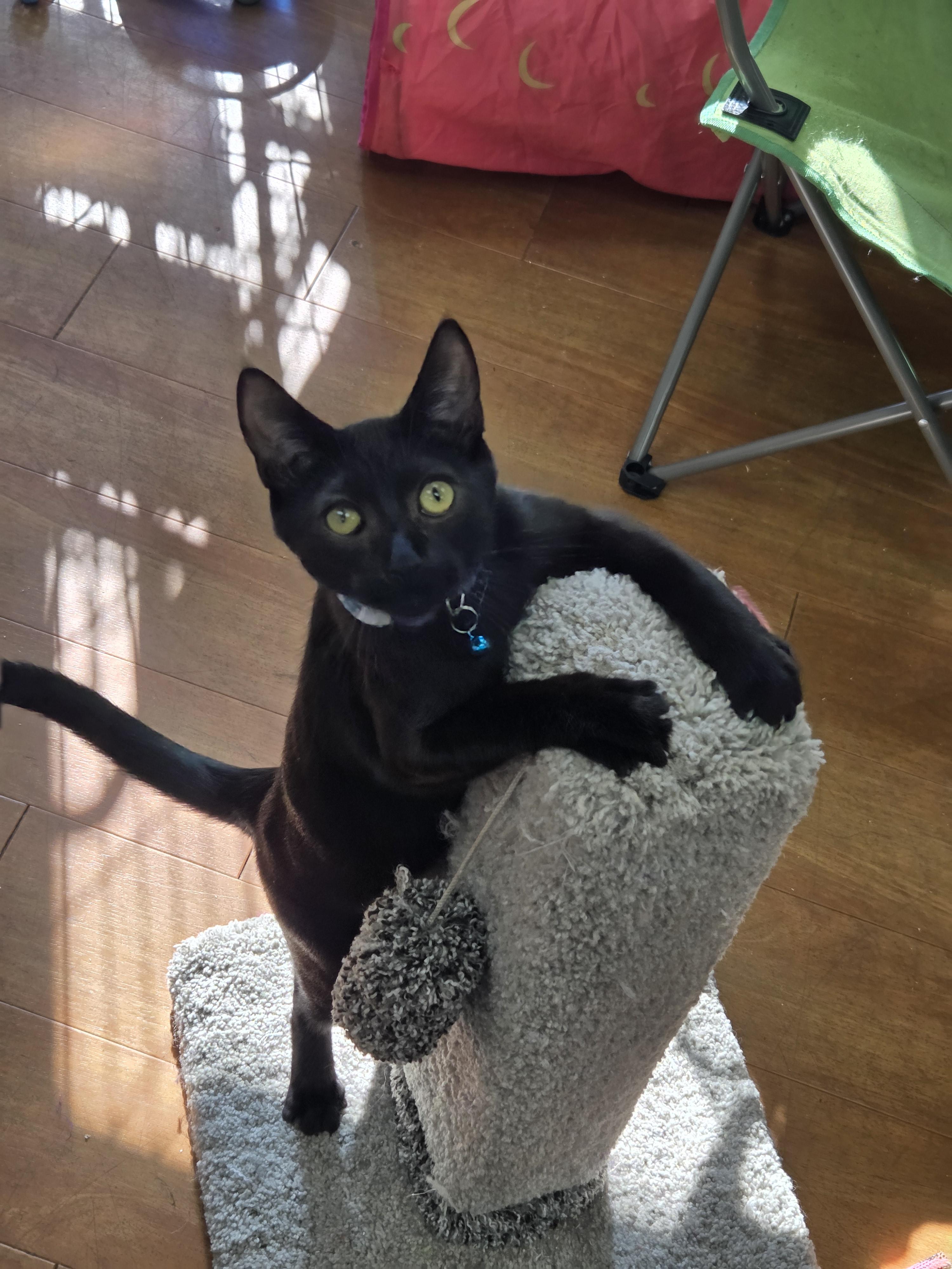 Cian - Meet @ The Sumas Way Bosley's, a Adoptable Domestic Short Hair in Chilliwack, BC image 2/2