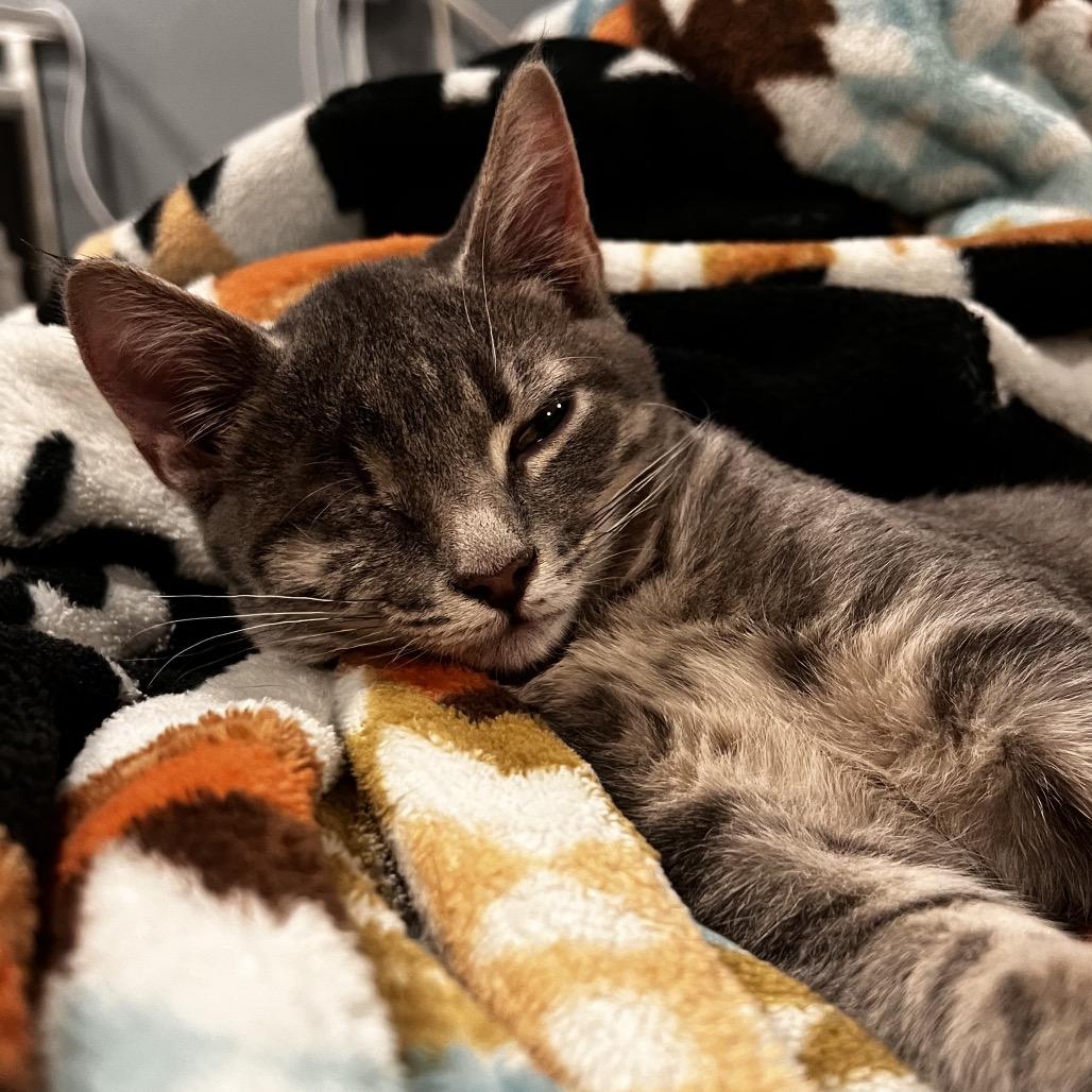 Enlarge Vitamin B **Off-Site Foster Home**, a Adoptable Domestic Medium Hair in Troy, IL image 1/2