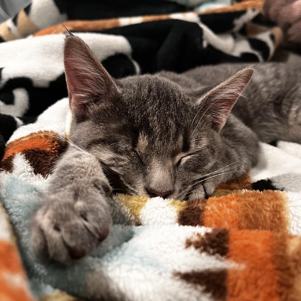 Enlarge Vitamin B **Off-Site Foster Home**, a Adoptable Domestic Medium Hair in Troy, IL image 2/2