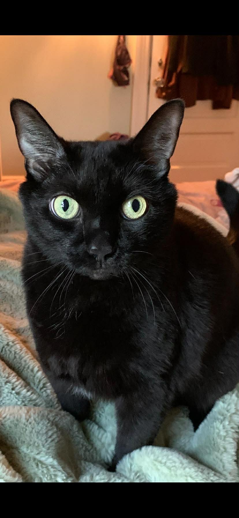 Enlarge Little Guy and Natty Boo (bonded pair), a ADOPTABLE Domestic Short Hair in Ann Arbor, MI image 1/2