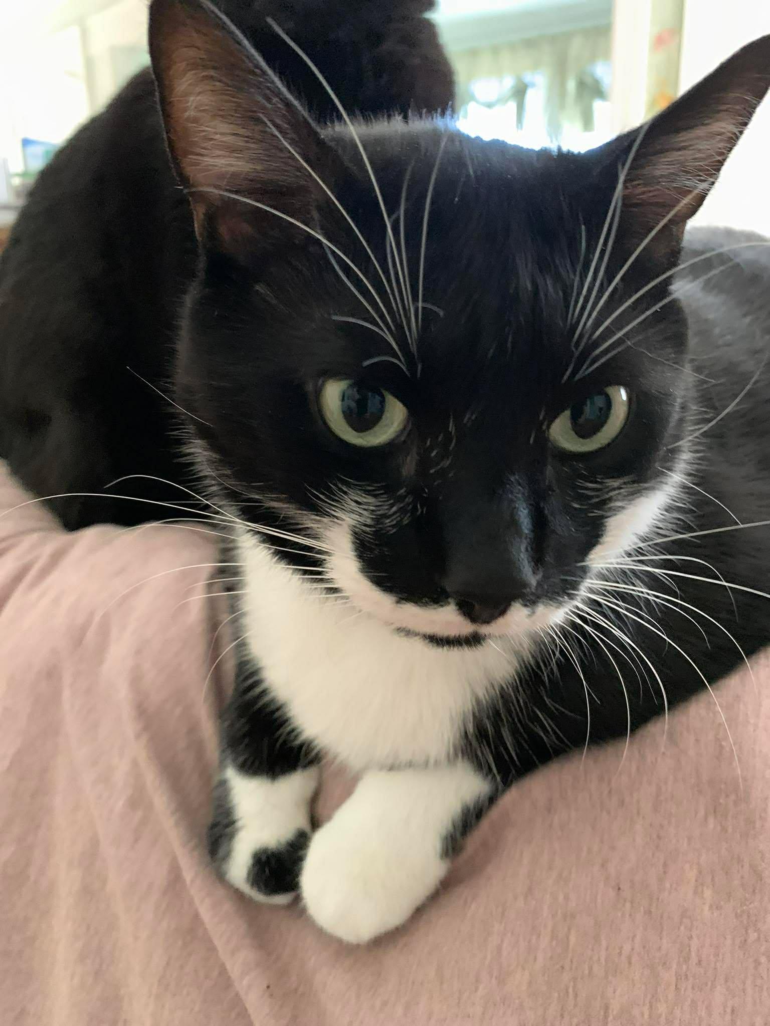 Enlarge Little Guy and Natty Boo (bonded pair), a ADOPTABLE Domestic Short Hair in Ann Arbor, MI image 2/2