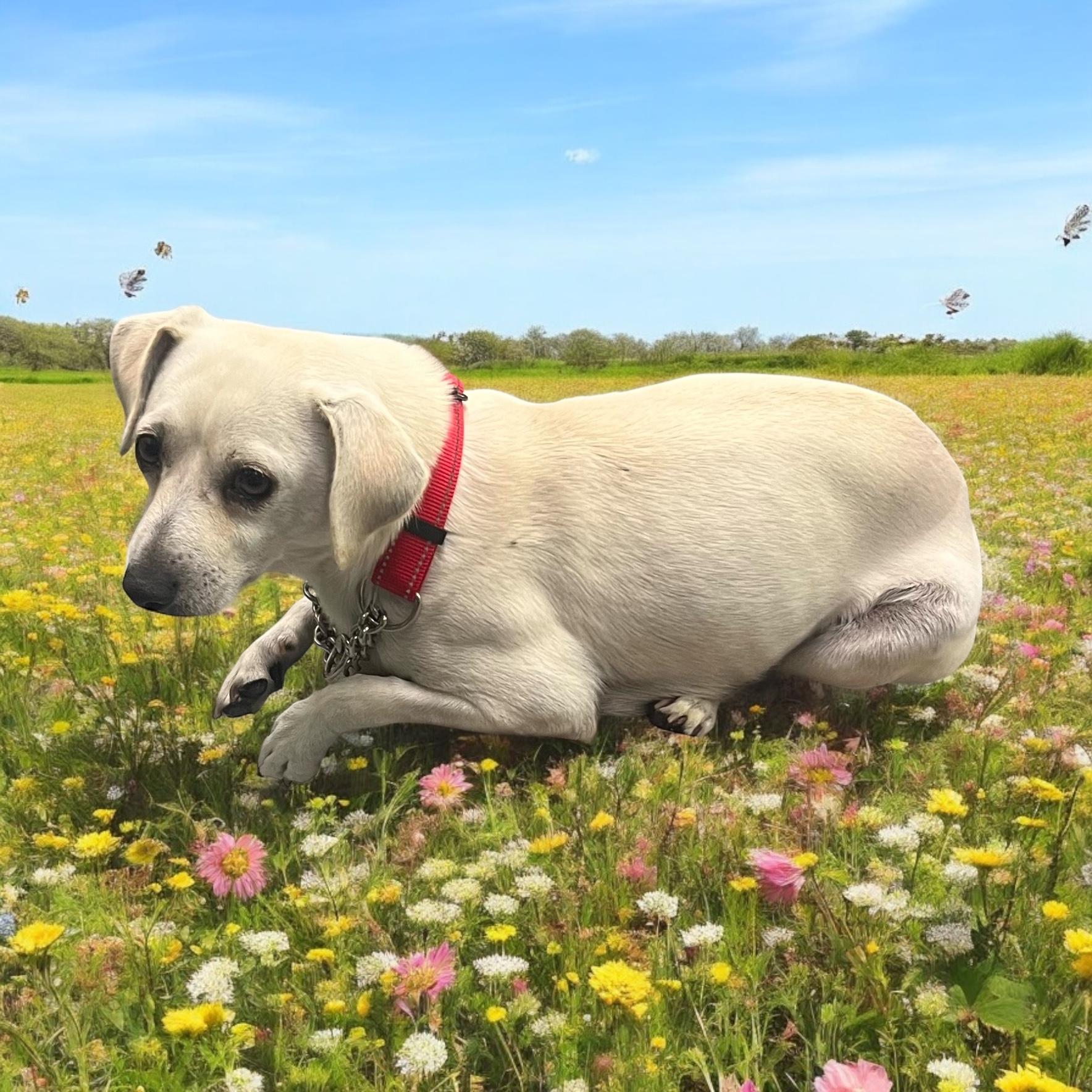 Frosty, an adoptable Miniature Bull Terrier, Beagle in Soldotna, AK, 99669 | Photo Image 2