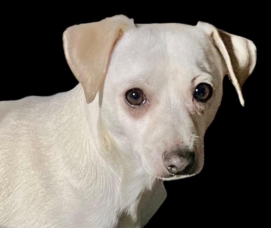 Frosty, Adoptable, Young Male Labrador Retriever & Beagle.