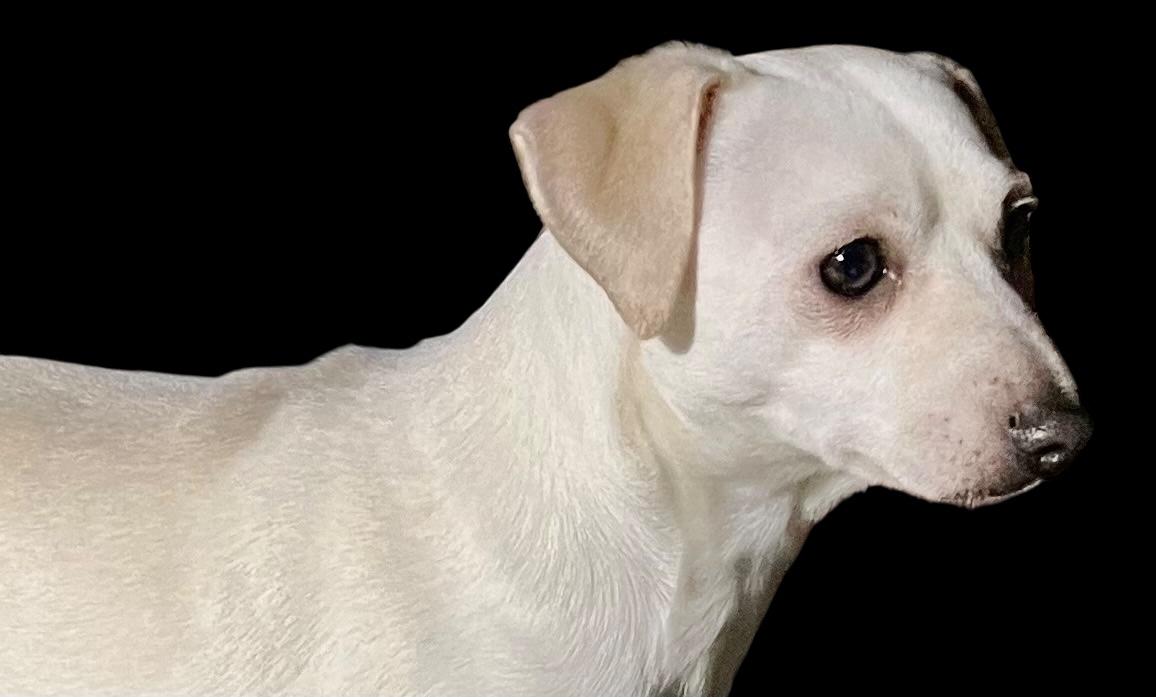 Enlarge Frosty, a Adoptable mixed breed in Soldotna, AK image 3/3