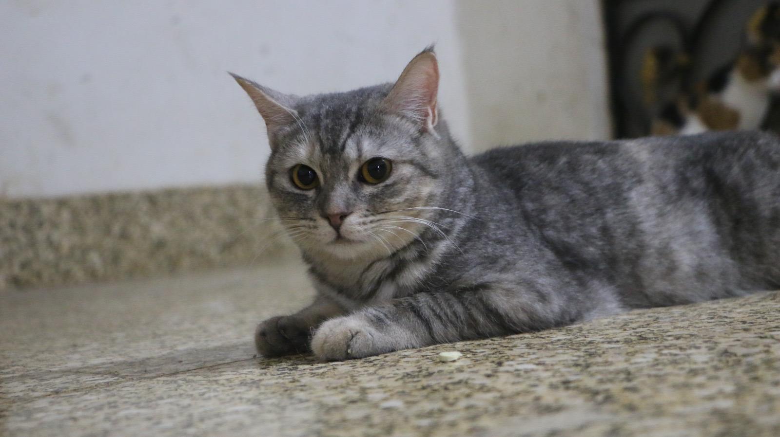 Lola M, Young Male unknown