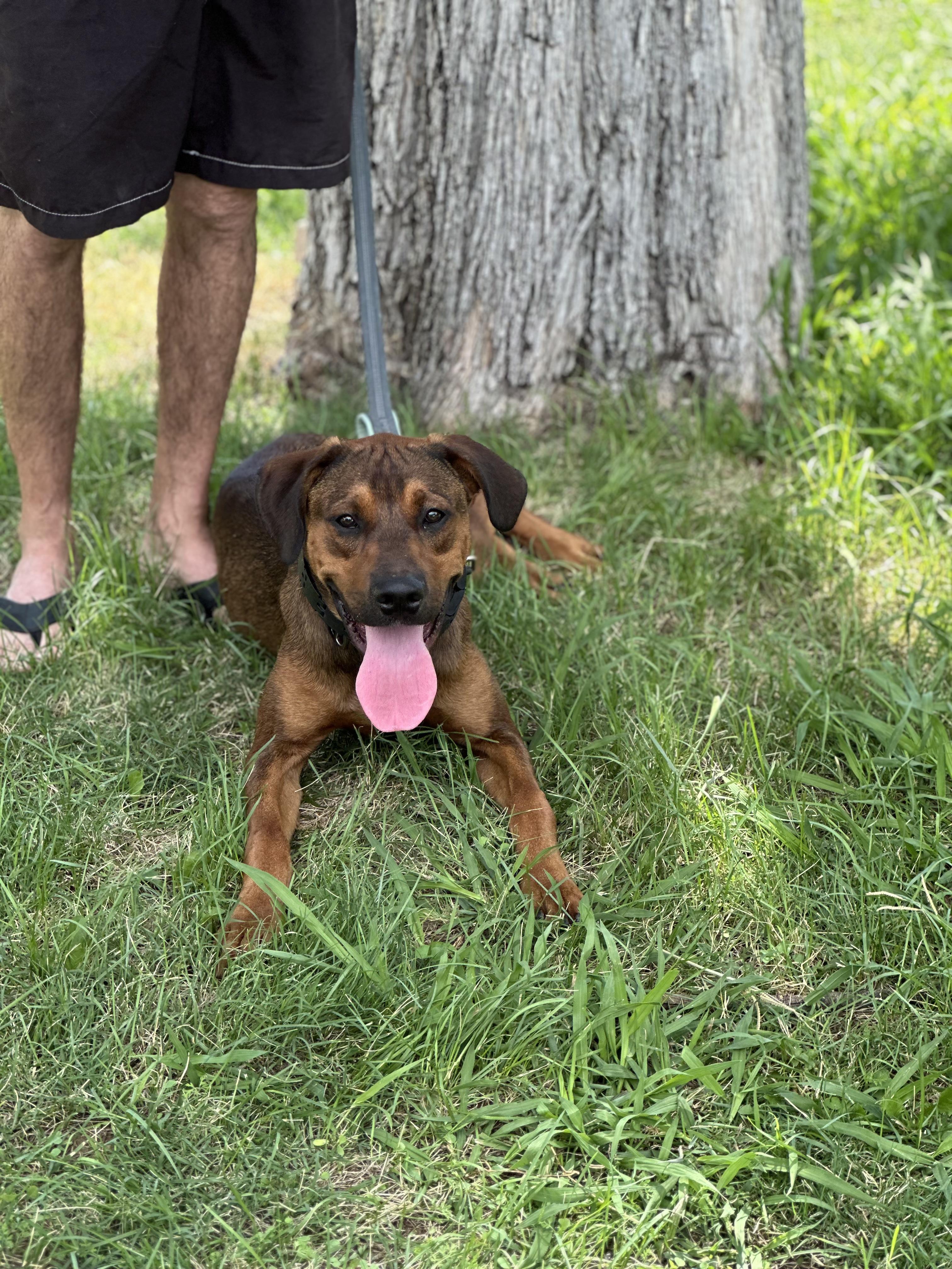 Enlarge Jasper, a Adopted mixed breed in SACRAMENTO, CA image 1/2