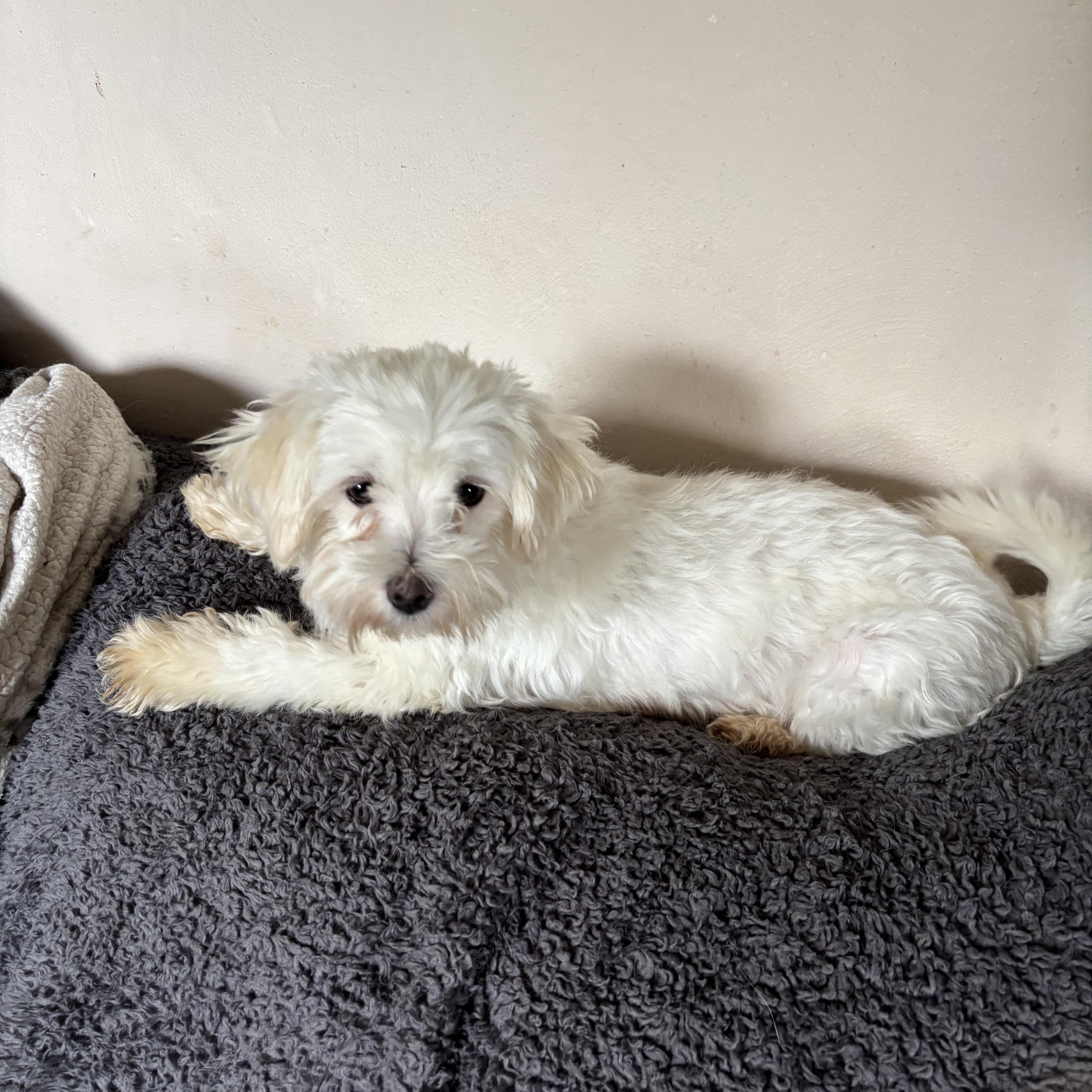 Sunshine, an adoptable Maltese in Eighty Four, PA image 1/3