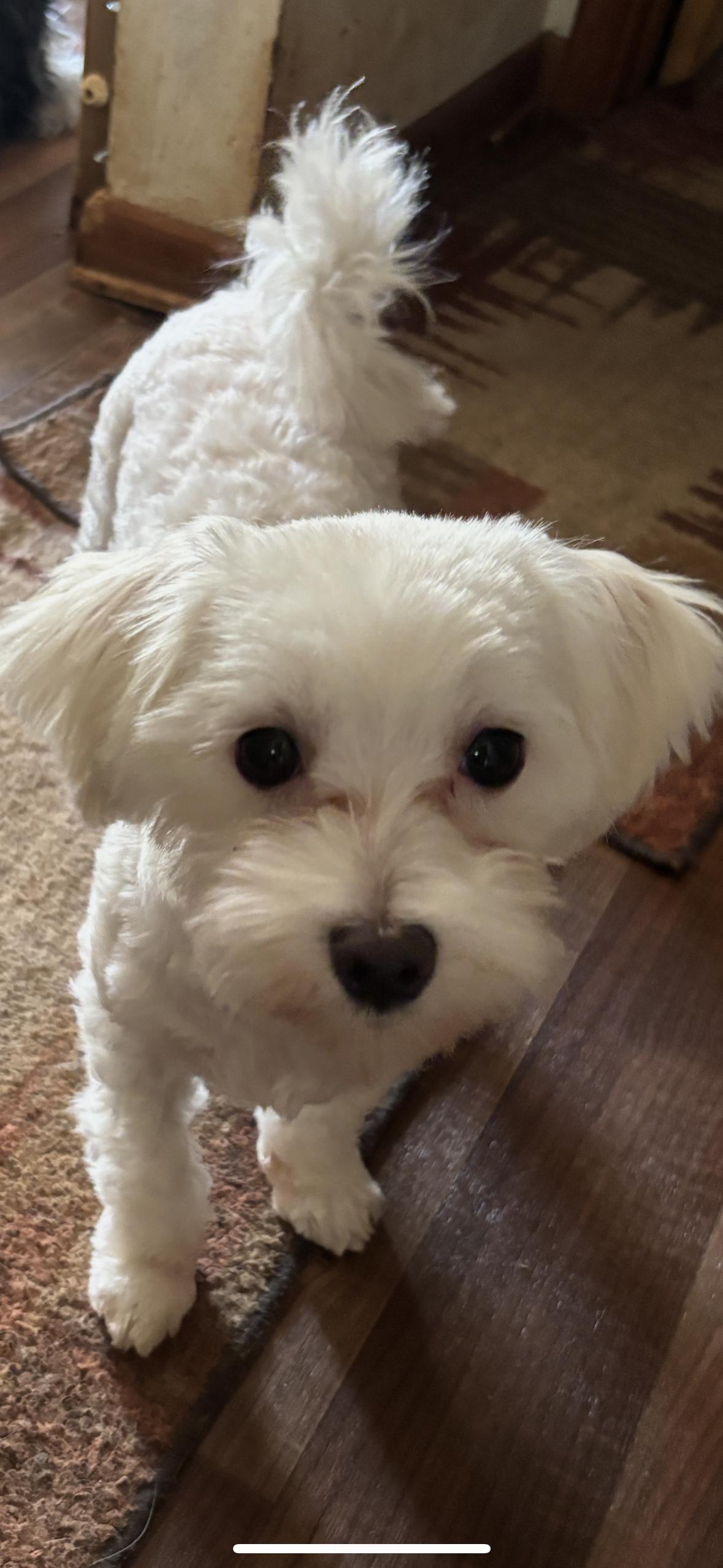 Sunshine, an adoptable Maltese in Eighty Four, PA image 2/3