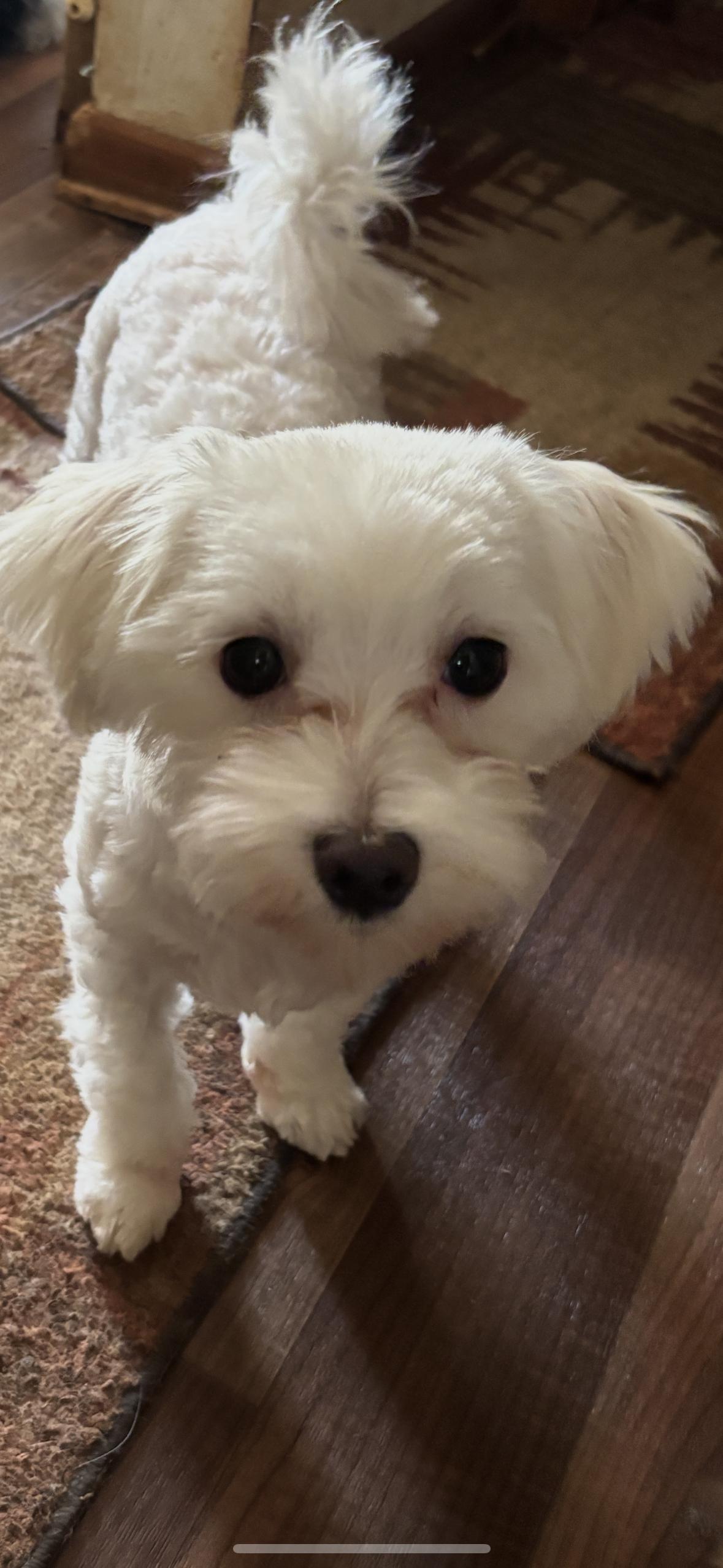 Sunshine, an adoptable Maltese in Eighty Four, PA image 3/3