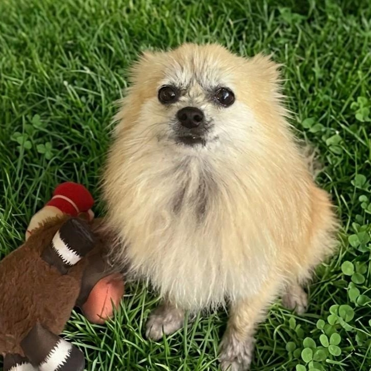 Peaches 5375, adopted, Young Female Pomeranian.