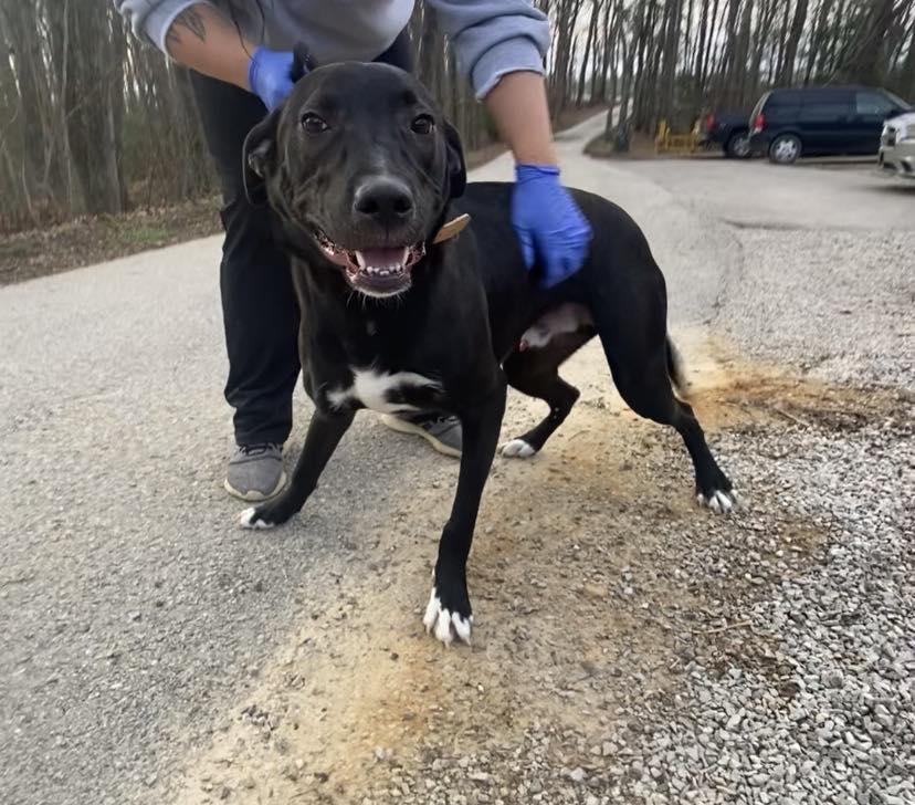 Sammy, Adoptable, Adult Male Labrador Retriever.