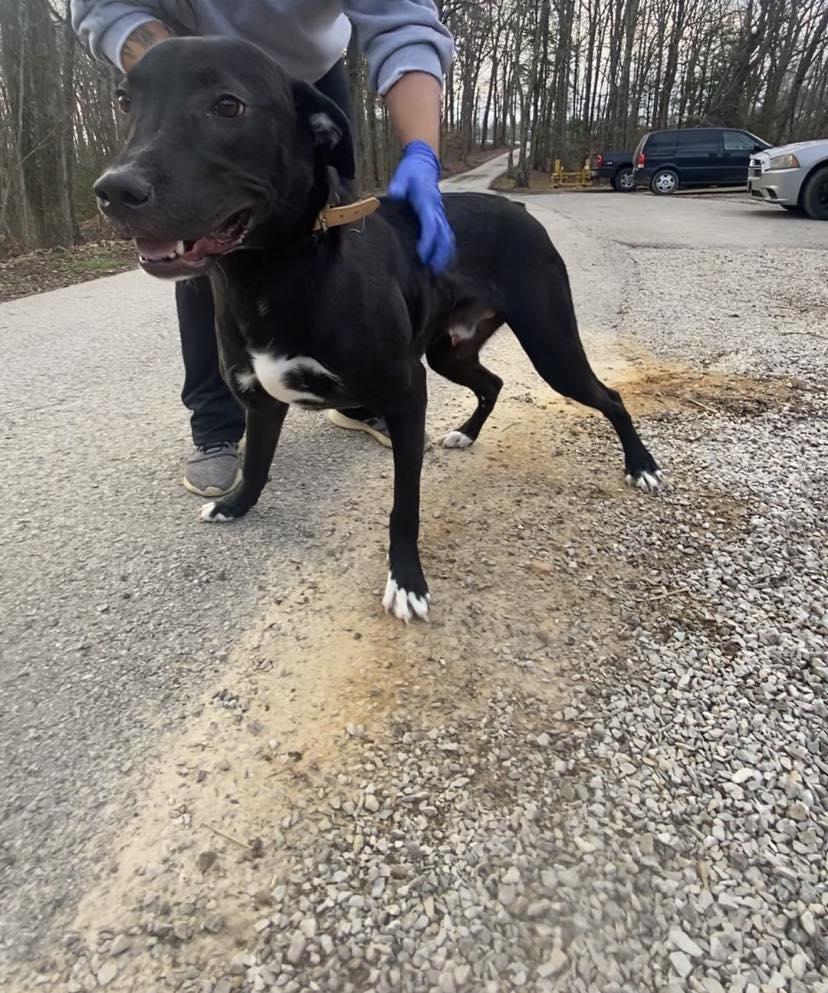 Sammy, a Adoptable Labrador Retriever in Frenchburg, KY image 2/2
