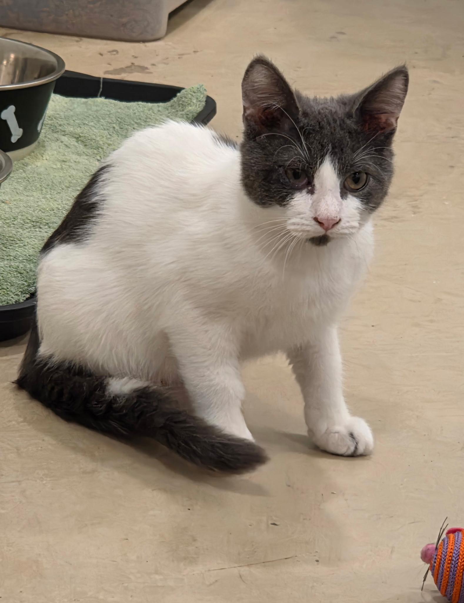 Sprinkles, Adopted, Young Male Domestic Short Hair.