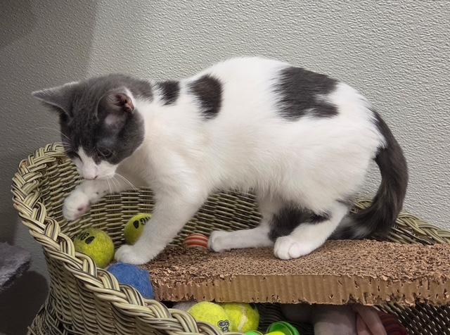 Enlarge Sprinkles, a Adopted Domestic Short Hair in Henrietta, TX image 2/3