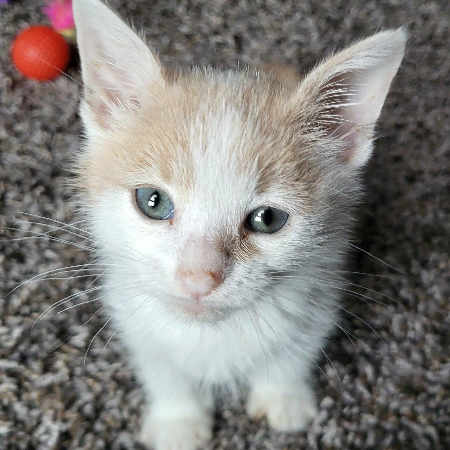 Enlarge Skittles, a ADOPTABLE Domestic Short Hair in San Diego, CA image 2/2