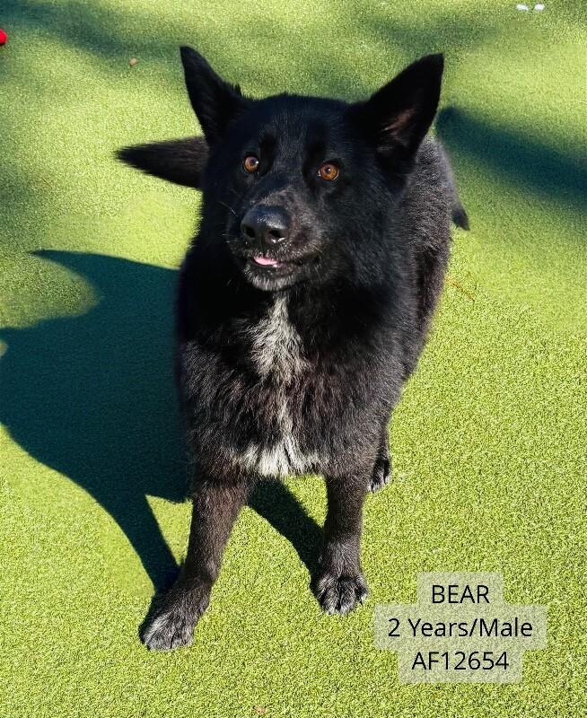 Bear, Adoptable, Adult Male Mixed Breed & Chow Chow.