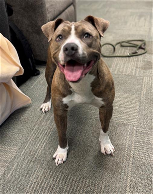 SIERRA, Adoptable, Young Female Pit Bull Terrier.