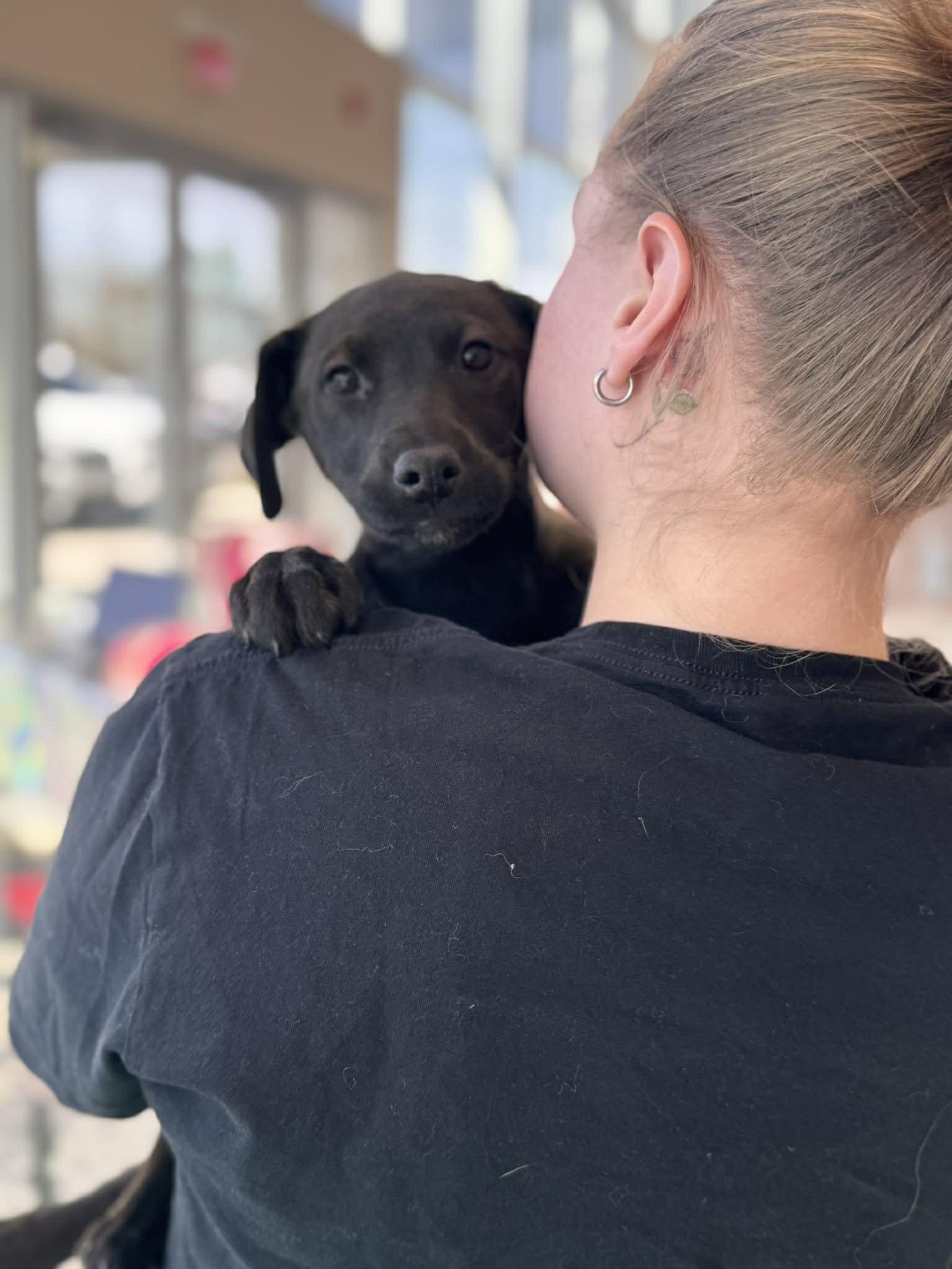 Enlarge Mocha, an adopted Mixed Breed in Kenosha, WI image 3/6