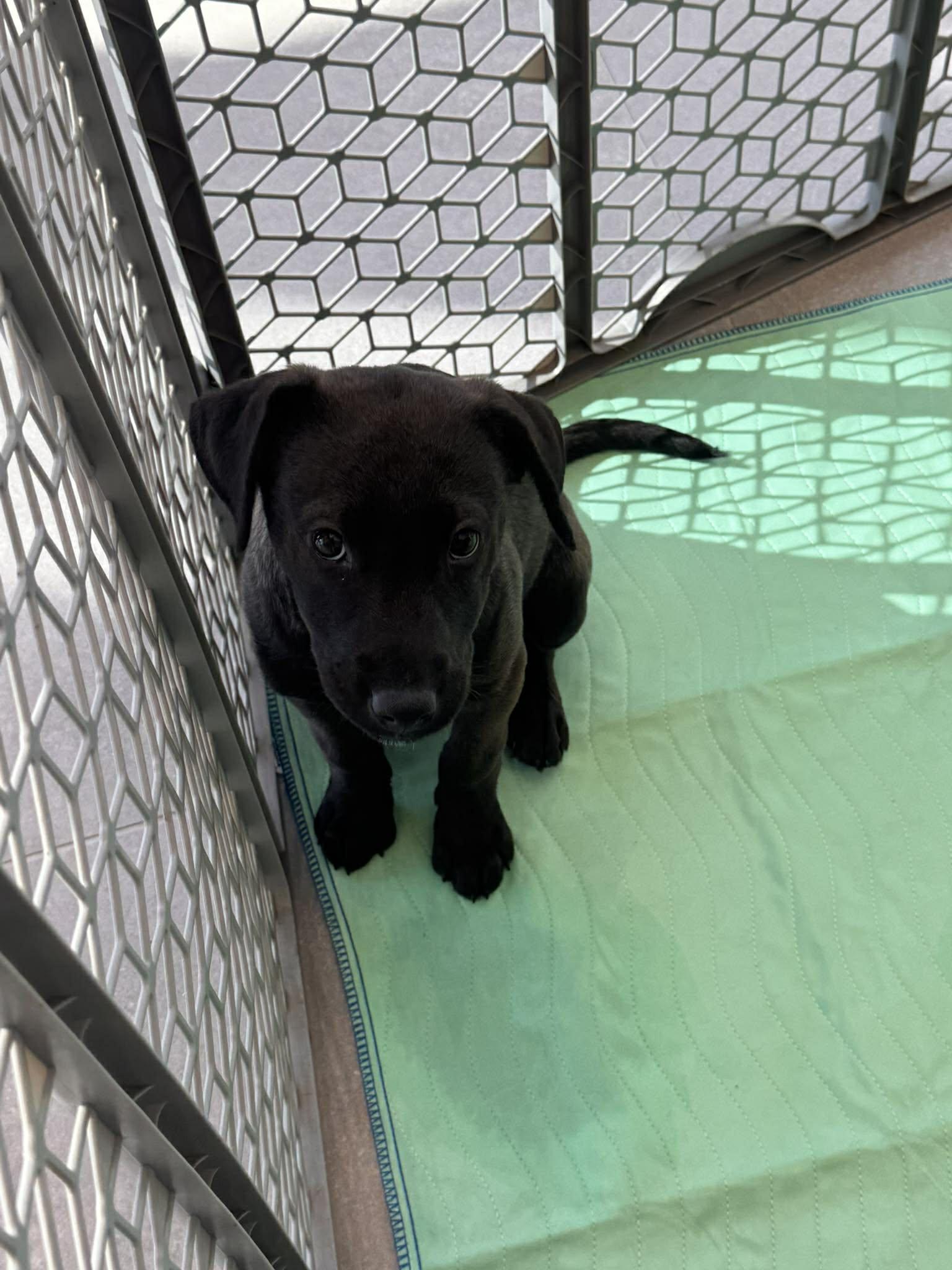 Enlarge Mocha, an adopted Mixed Breed in Kenosha, WI image 5/6