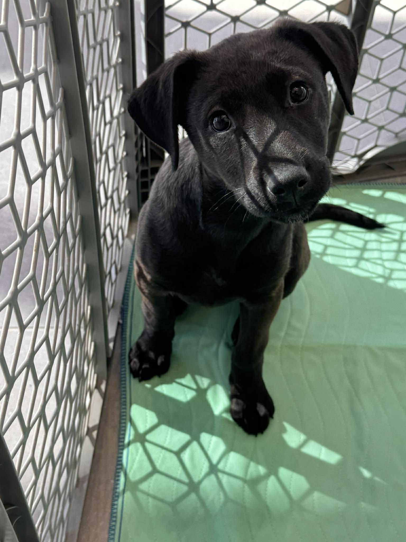 Enlarge Mocha, an adopted Mixed Breed in Kenosha, WI image 6/6