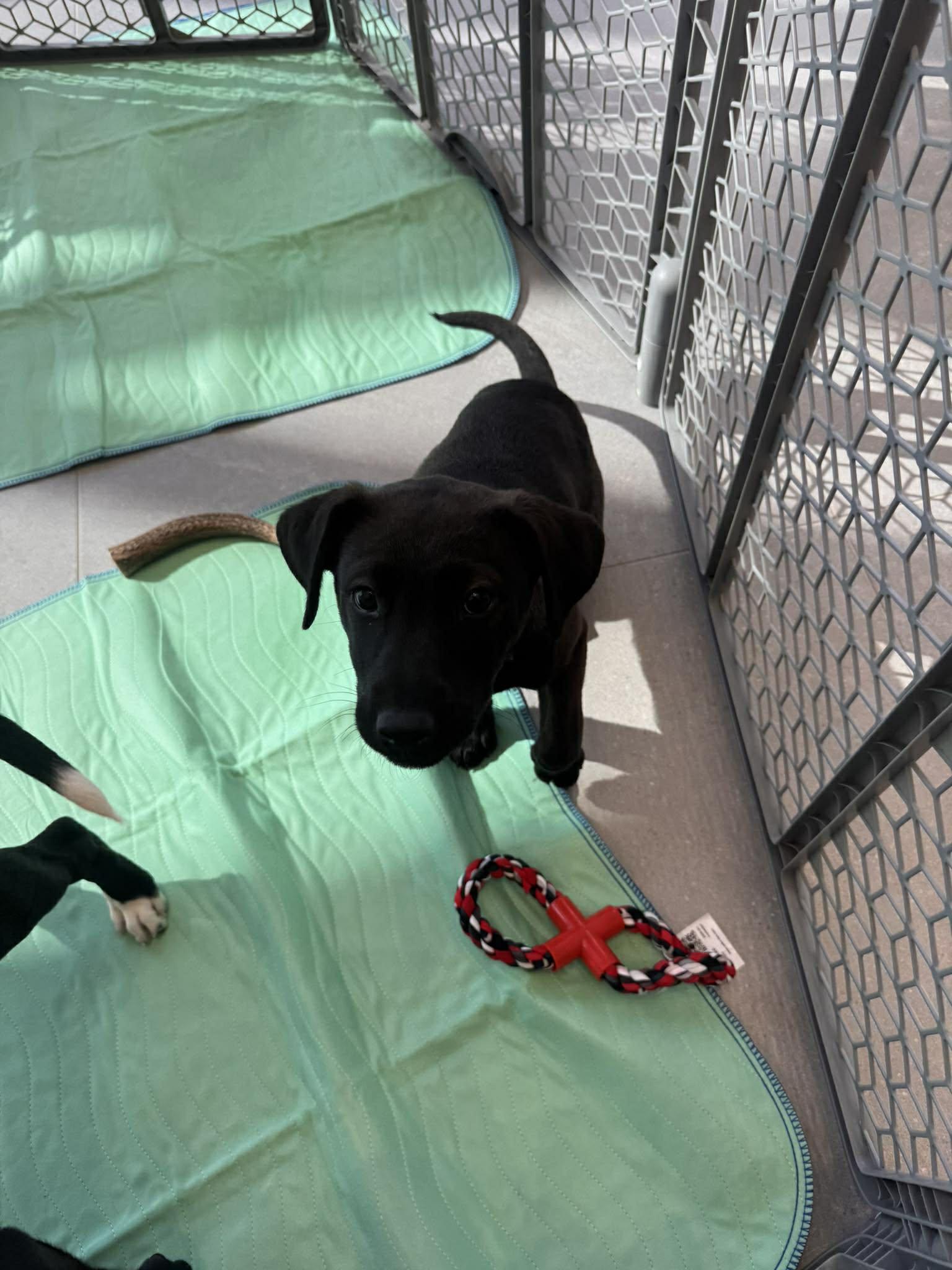 Enlarge Mocha, an adopted Mixed Breed in Kenosha, WI image 2/6