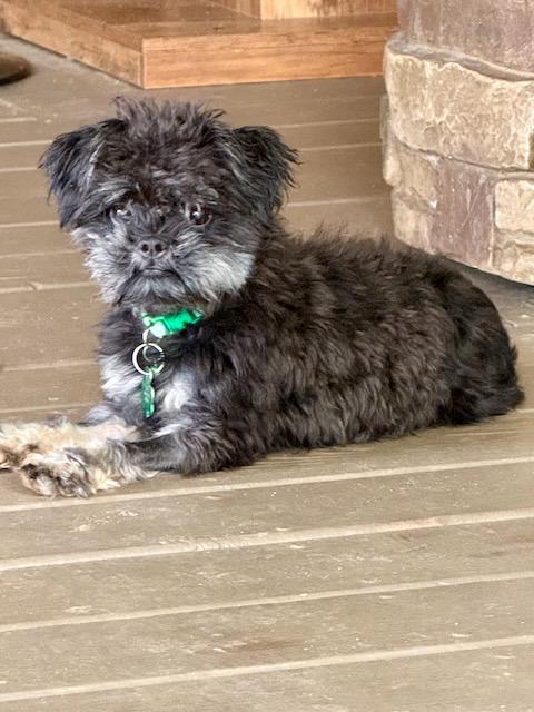 Enlarge PERDITA, a Adoptable Shih Tzu in Alpharetta, GA image 2/5