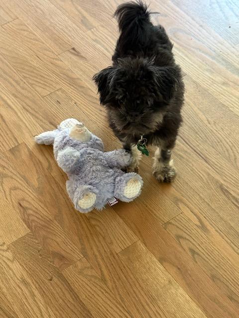 Enlarge PERDITA, a Adoptable Shih Tzu in Alpharetta, GA image 3/5