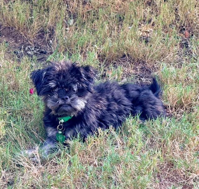 PERDITA, Adoptable, Senior Female Shih Tzu.