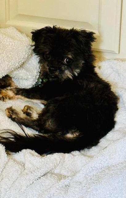 Enlarge PERDITA, a Adoptable Shih Tzu in Alpharetta, GA image 4/5