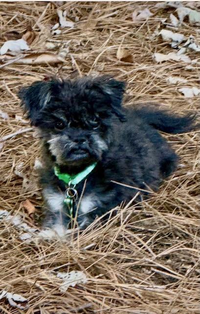 Enlarge PERDITA, a Adoptable Shih Tzu in Alpharetta, GA image 5/5