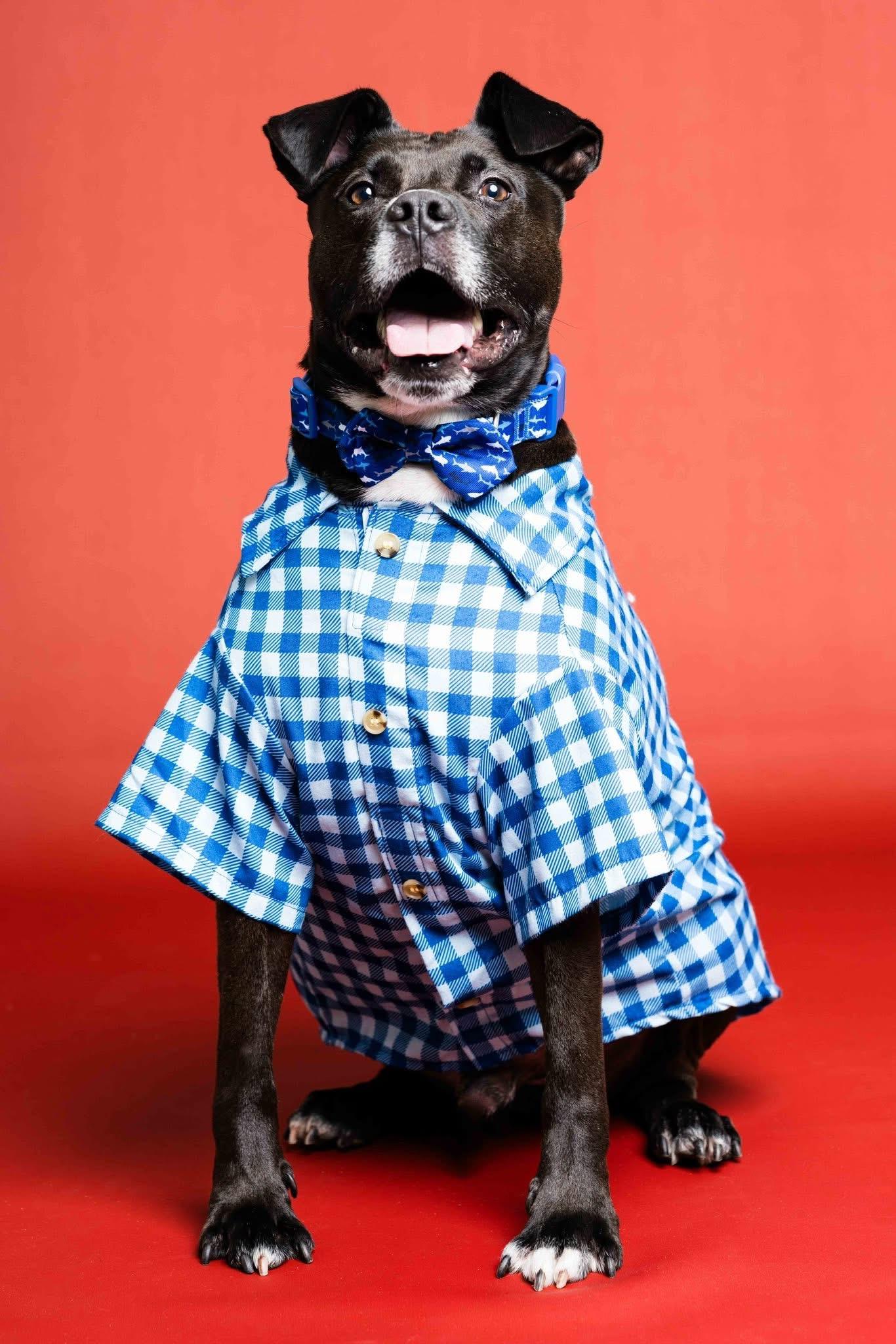 Kingston, Adoptable, Adult Male Labrador Retriever & Pit Bull Terrier.