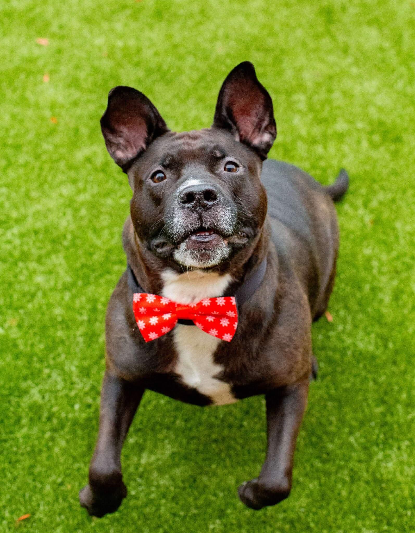 Enlarge Kong, a Adoptable mixed breed in Toledo, OH image 4/6