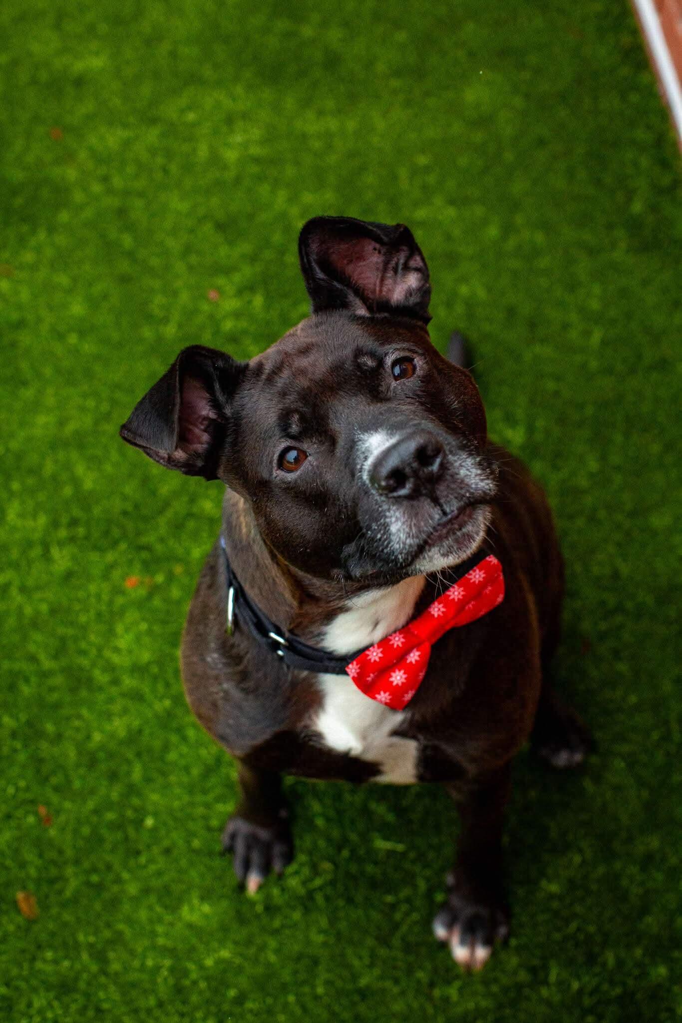 Enlarge Kong, a Adoptable mixed breed in Toledo, OH image 6/6