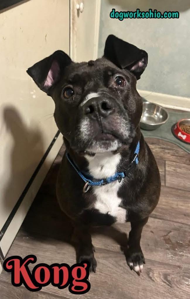 Enlarge Kong, a Adoptable mixed breed in Toledo, OH image 3/6